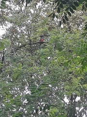 Trogon massena