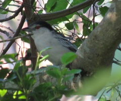 Dryoscopus cubla hamatus