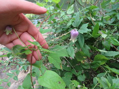 Clematis cumberlandensis