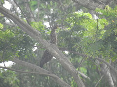 Tigrisoma