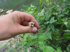 Clematis cumberlandensis