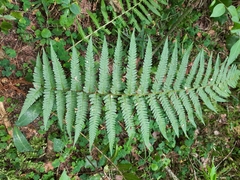 Dryopteris filix-mas