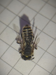 Lithurgus tibialis