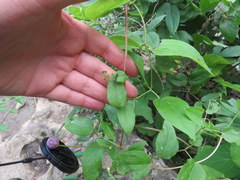 Clematis cumberlandensis