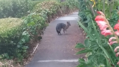 Urocyon cinereoargenteus