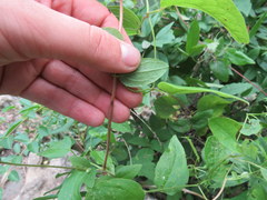 Clematis cumberlandensis