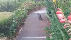 Urocyon cinereoargenteus