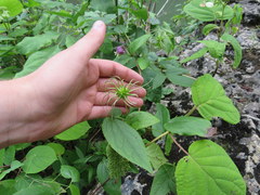 Clematis cumberlandensis