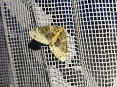 Ecliptopera capitata