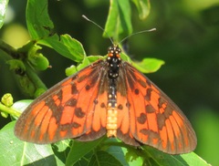 Acraea petraea
