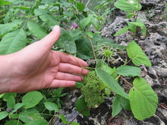 Clematis cumberlandensis
