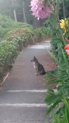 Urocyon cinereoargenteus