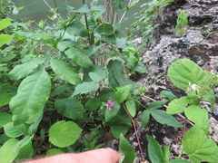 Clematis cumberlandensis