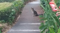 Urocyon cinereoargenteus