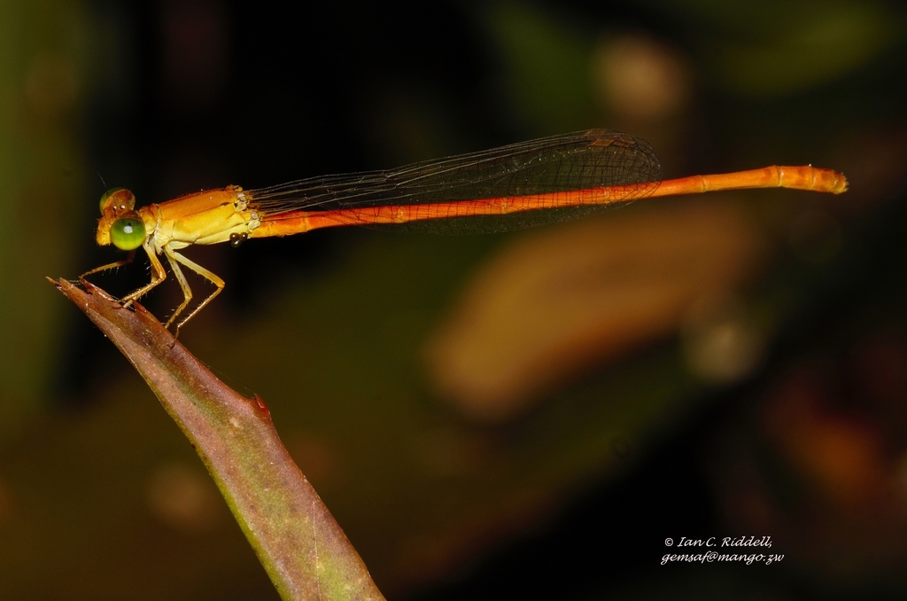 Common Pond Damsel