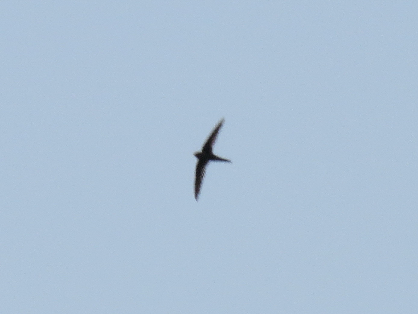 Asian Palm Swift