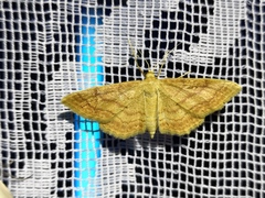 Idaea rufaria