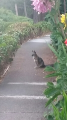 Urocyon cinereoargenteus