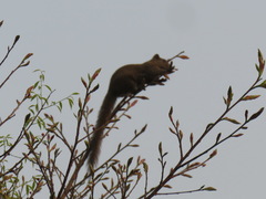 Callosciurus erythraeus