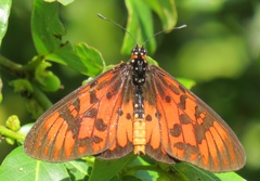 Acraea petraea