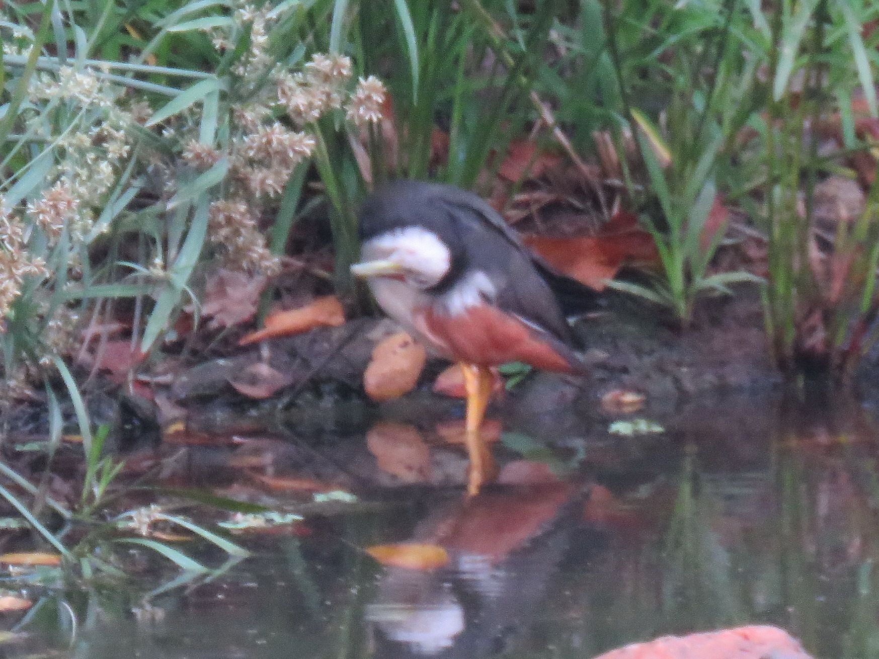 White-breasted Waterhen
