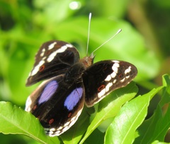 Junonia oenone oenone