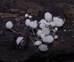 Mycena pitereka