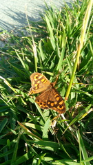 Pararge aegeria aegeria