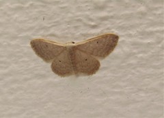 Idaea distinctaria