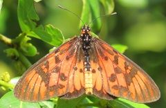 Acraea petraea