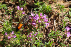 Sphex funerarius