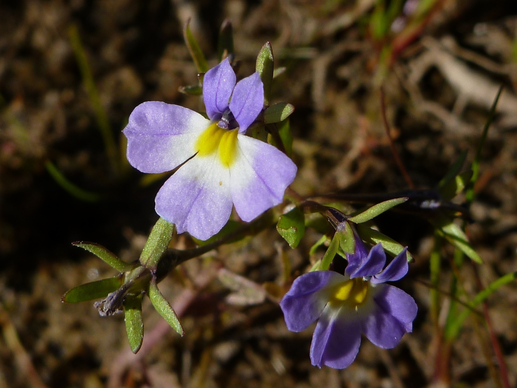 Porterella
