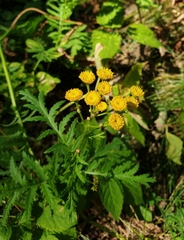 Tanacetum vulgare
