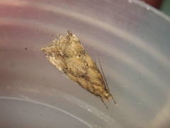 Brachmia blandella