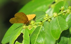 Bridelia cathartica