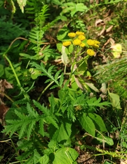 Tanacetum vulgare