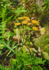 Tanacetum vulgare