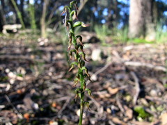 Genoplesium despectans