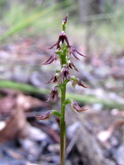 Genoplesium despectans