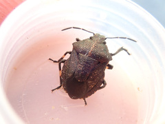 Rhacognathus punctatus