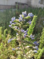Echium vulgare