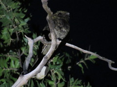 Antrostomus arizonae