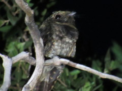 Antrostomus arizonae