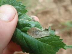 Agromyza pseudoreptans