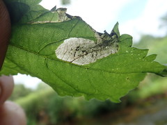 Agromyza pseudoreptans