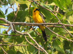Icterus cucullatus nelsoni