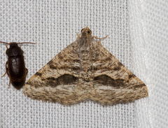 Macaria colata
