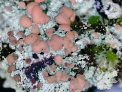 Trapeliopsis granulosa