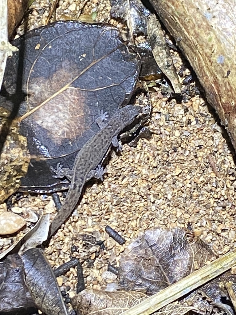 Townsend's Dwarf Gecko