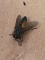 Hybomitra distinguenda